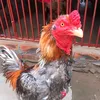 thaichicken1314