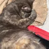 titachaaaa