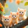 shorouk.shabaan