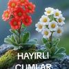 enes33977