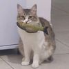 queen.musia.cat