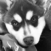yukipomsky