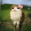 marmeladalover