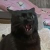 mavmavcatyoutube