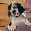 daphnethedane
