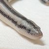 RosesandRosyBoas