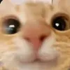 goobsito.124