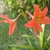 rosasequera815