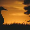 sunsetsandducks