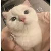 ynceyss_1