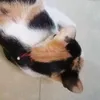 ynhngng