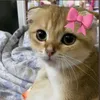 lvannhi