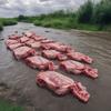 Meat in a river