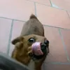 themoses26