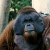hairyorangutan0