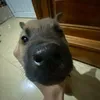 banaccdvnv9