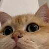 เลม่อน