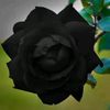 blackrose2583