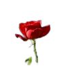 .doyal3