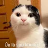 phuong.thanh415