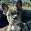 frenchies_223344