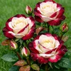 user2240143051019