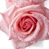 fariya24108