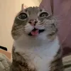 luis_maico