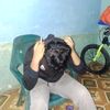 torcinxpwrf