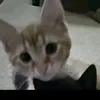 .nanakillz