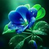 mdsabbirhssain