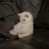 dumplhung