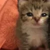 .raaaaaaat