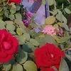 wqol_1