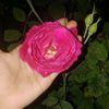 user039724712