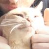 nice_cat_1