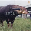 anda_1998y