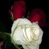 user5141158228837