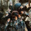 mygalomorphae23