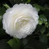 bel462071