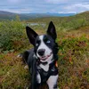 dinathehuskymix