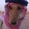 farhad.zameh