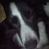 shalom_800