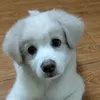 su.siu.sao