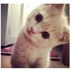 cillaa0451