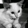 aliyaaarowrr_121