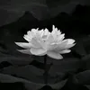 duymanh_312