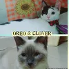 babyoreo.babyclover