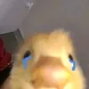 bolasteve