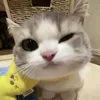 minhchau111112